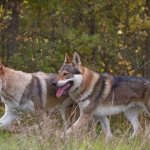 Wolfhund-dog-Description-features-contents-and-price-of-the-wolfhund-breed-4