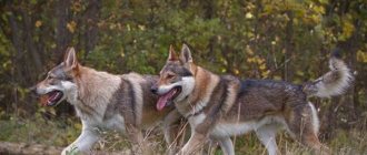 Wolfhund-dog-Description-features-contents-and-price-of-the-wolfhund-breed-4