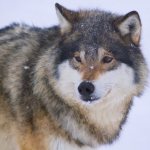 Wolf characteristics