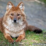 Wolf-animal-lifestyle-and-habitat-of-the-wolf-10