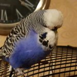 budgerigar Czech