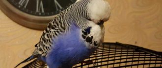 budgerigar Czech