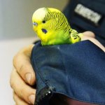 Budgerigar froze photo