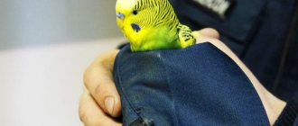 Budgerigar froze photo