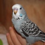 Can a budgie live alone?