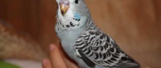 Can a budgie live alone?