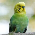 Budgerigar