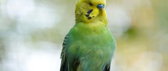 Budgerigar