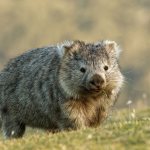 wombat photo