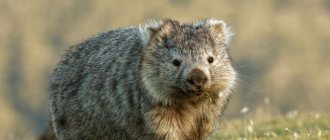 wombat photo