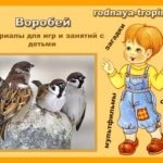 Sparrow: about nature for children