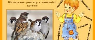 Sparrow: about nature for children