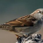 sparrow bird in winter