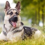 East European Shepherd lying on the ground