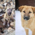 This is how a dog is transformed beyond recognition after treatment for demodicosis