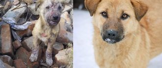 This is how a dog is transformed beyond recognition after treatment for demodicosis