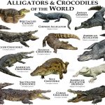 Not synonyms at all: how do alligators differ from crocodiles