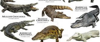 Not synonyms at all: how do alligators differ from crocodiles