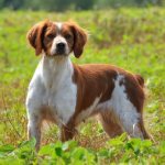 All about the French Spaniel breed.