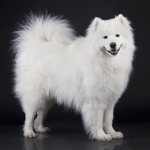 All about the Samoyed Laika (Samoyed): characteristics, description of the standard, care, and maintenance features