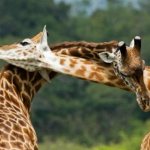 All about giraffes