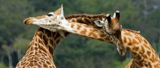 All about giraffes