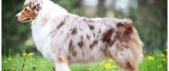 All dog colors names with photos thumbnail