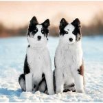 All breeds of dogs similar to the husky thumbnail