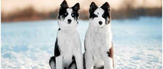 All breeds of dogs similar to the husky thumbnail