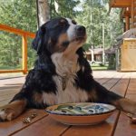 all the reasons why a dog is losing weight