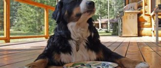 all the reasons why a dog is losing weight