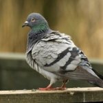 All the signs about the bird of the world: what is it for if a dove sat on the windowsill? Other beliefs 