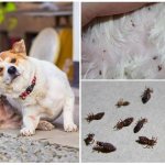 lice in dogs