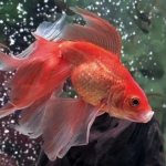 Veiltail - a breed of goldfish