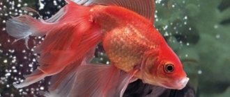 Veiltail - a breed of goldfish