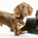 mating dachshund photo