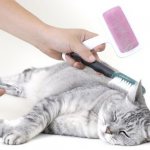 combing the cat