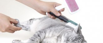 combing the cat