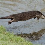 Otter jumping into the water