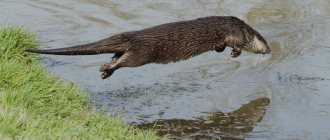 Выдра, прыгающая в воду