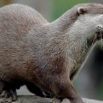 Otter