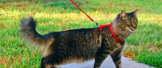 Walking your pet on a leash/harness