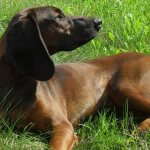 Hardy hunting dog