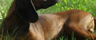 Hardy hunting dog