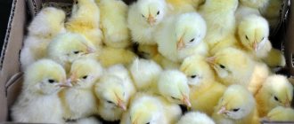 Raising broilers for meat at home