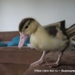 Raising ducklings at home for beginners.