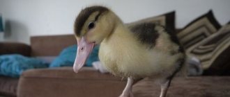 Raising ducklings at home for beginners.