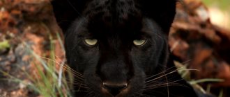 Panther look