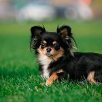 Adult longhaired mini Chihuahua Photo