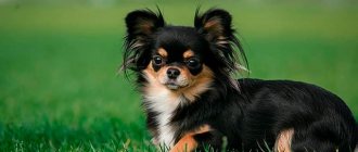 Adult longhaired mini Chihuahua Photo